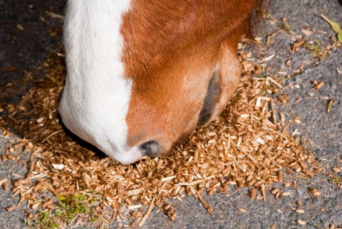 Horse Diet